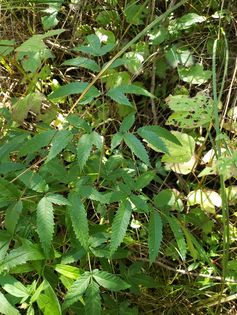 Cicuta maculata var. maculata photo 6