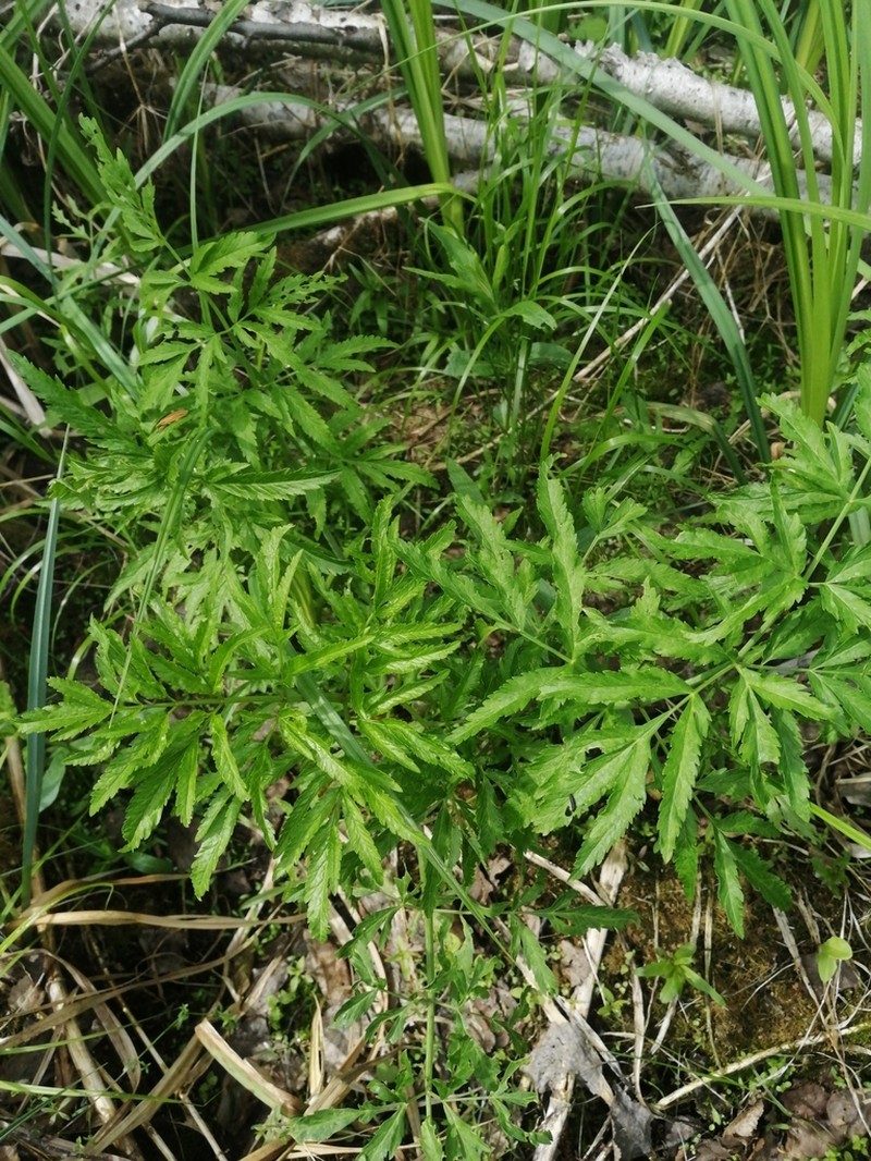 Mackenzie's Water Hemlock