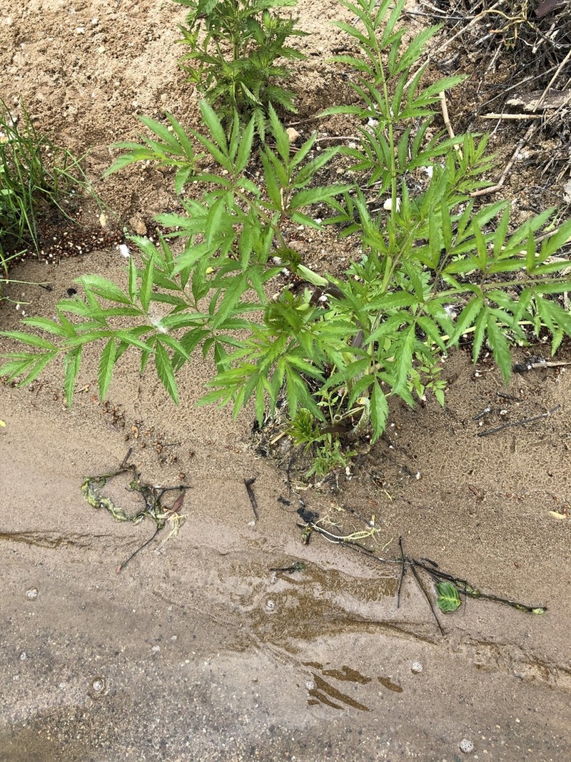 Mackenzie's Water Hemlock photo 2