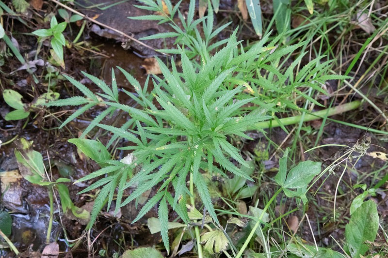 Mackenzie's Water Hemlock photo 3