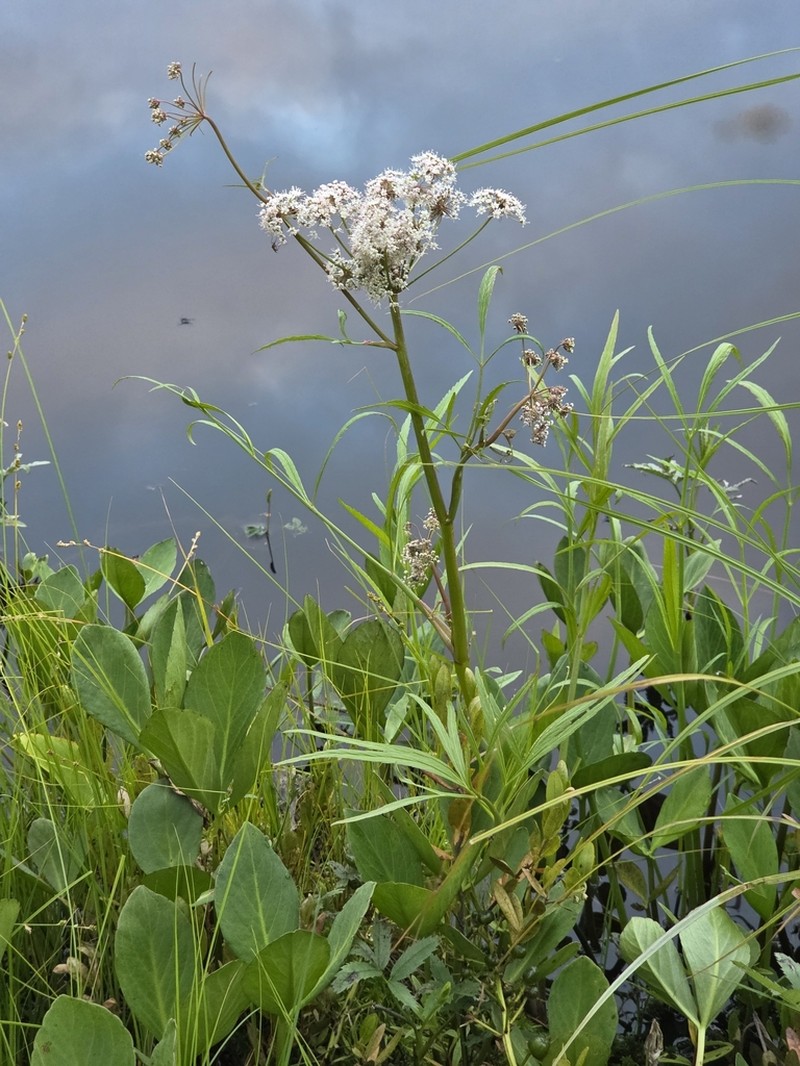 Mackenzie's Water Hemlock photo 4