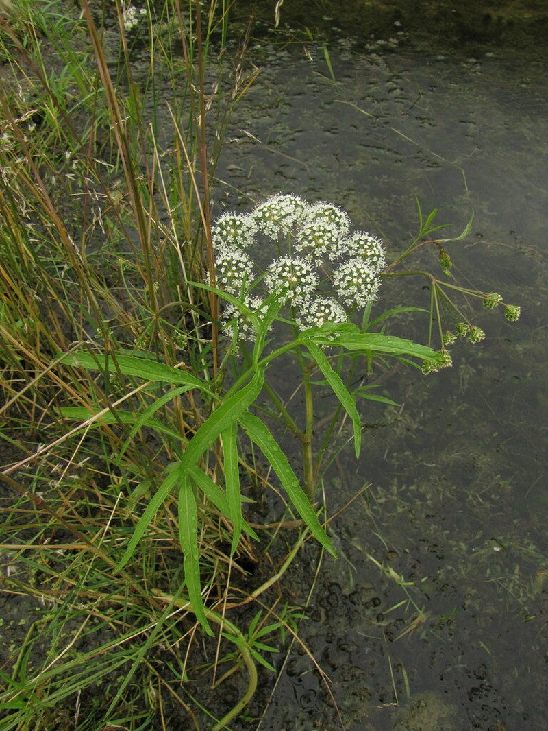 Mackenzie's Water Hemlock photo 5