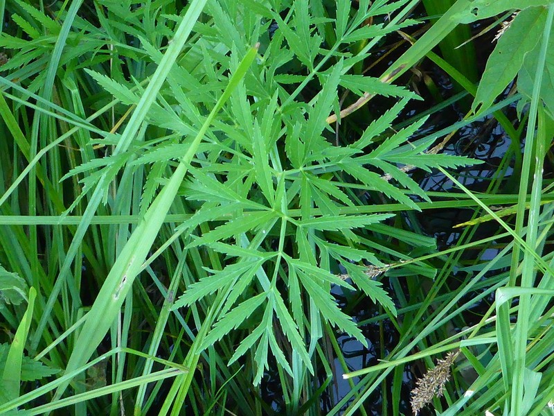 Mackenzie's Water Hemlock photo 6