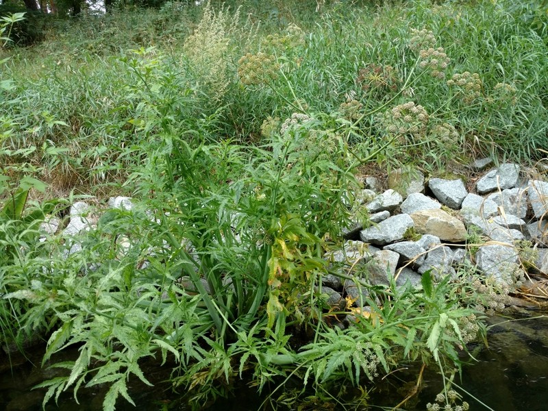 Mackenzie's Water Hemlock photo 7