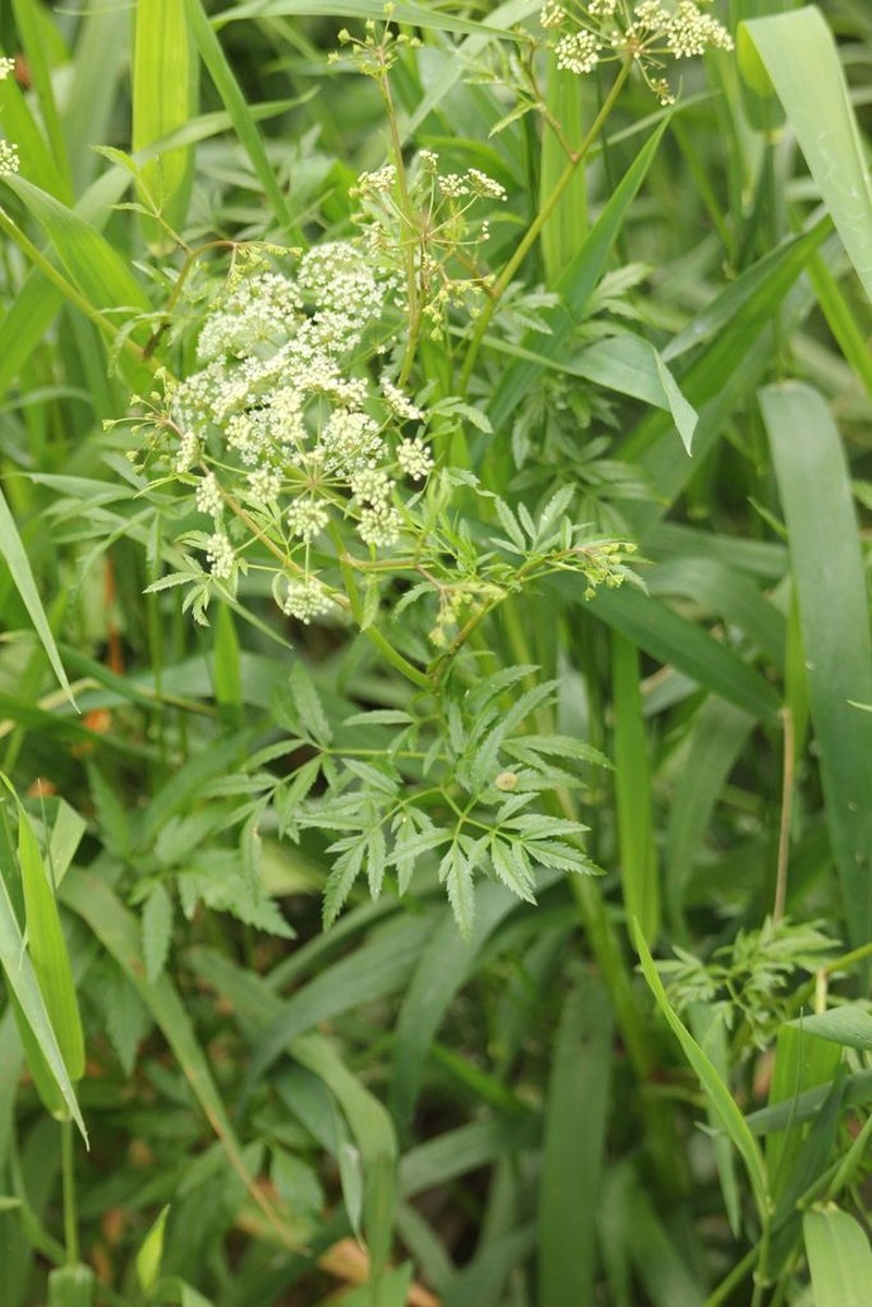 Mackenzie's Water Hemlock photo 8