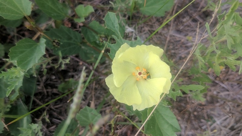 Yellow Flymallow