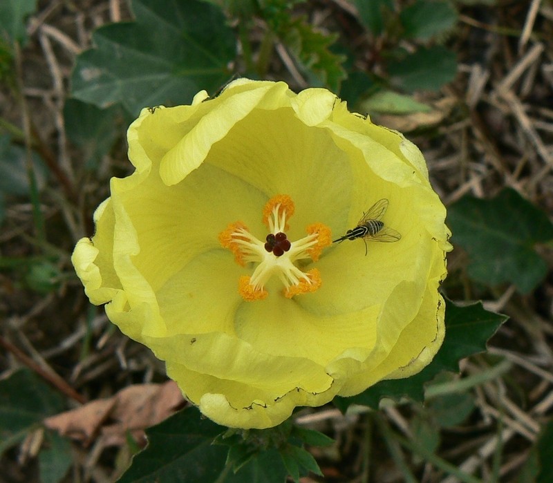 Yellow Flymallow photo 2