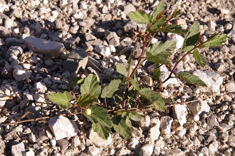 Yellow Flymallow photo 3
