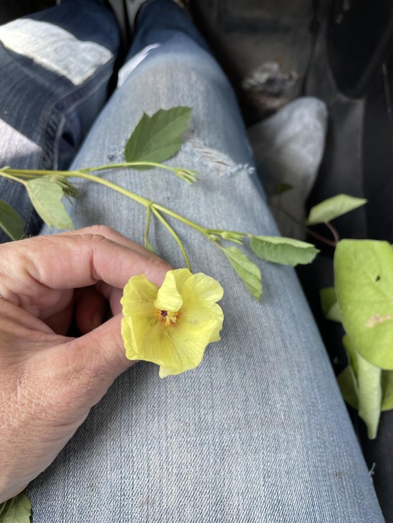 Yellow Flymallow photo 4