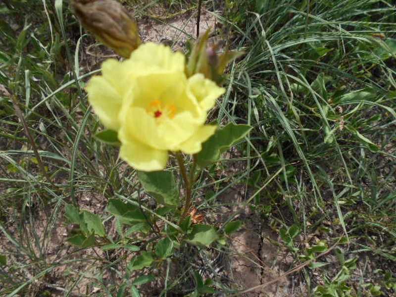 Yellow Flymallow photo 5