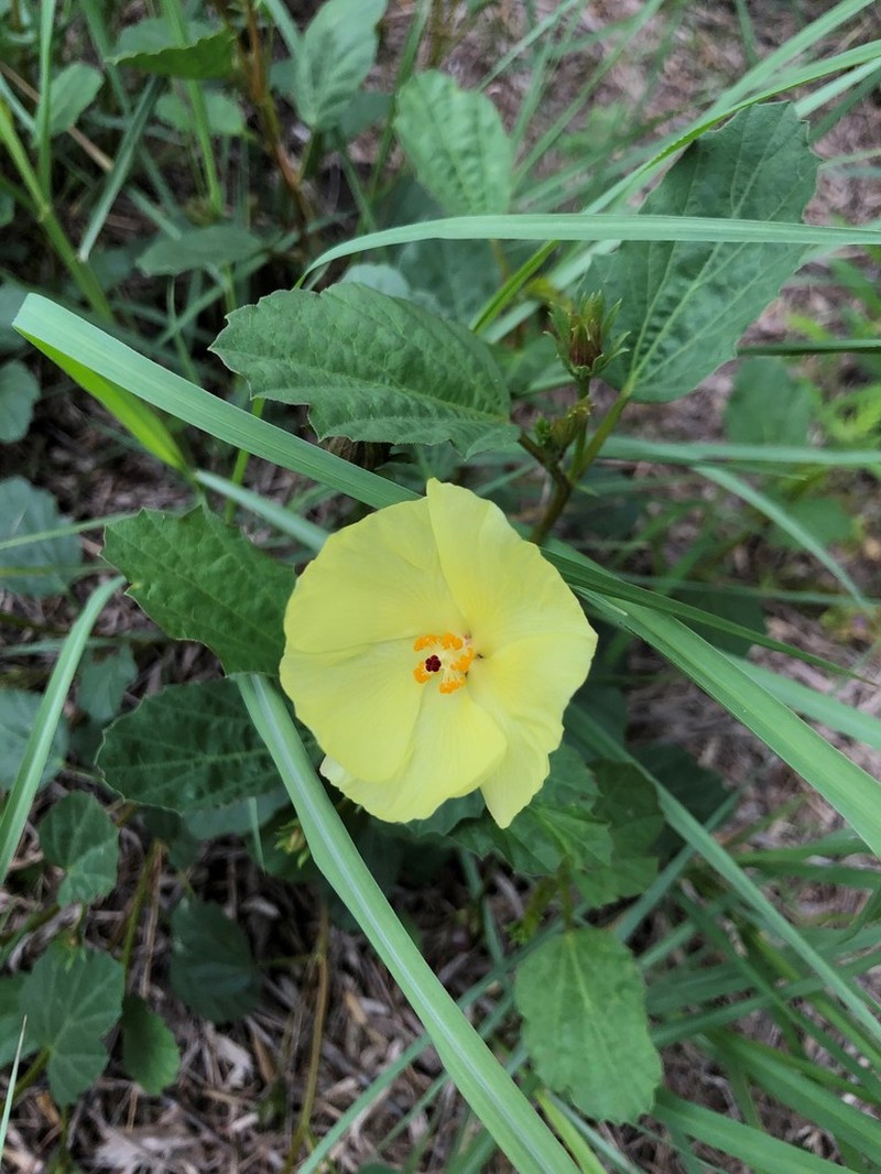 Yellow Flymallow photo 6