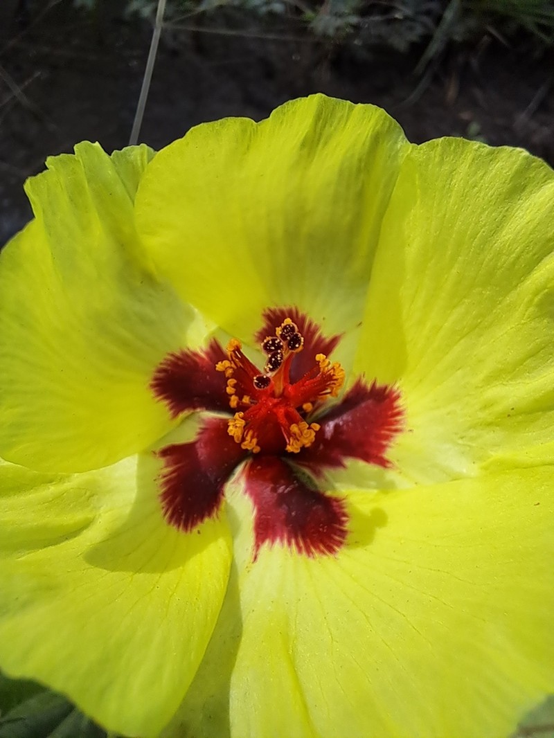 Yellow Flymallow photo 7