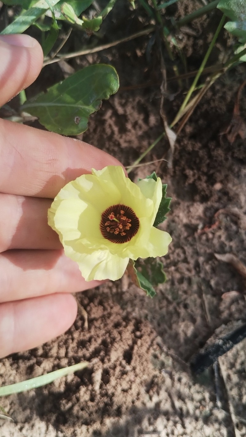 Yellow Flymallow photo 8