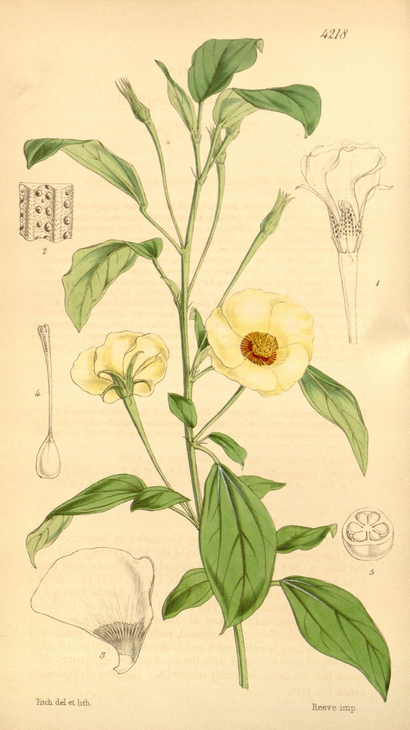 Variableleaf Flymallow photo 2