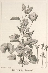 Variableleaf Flymallow