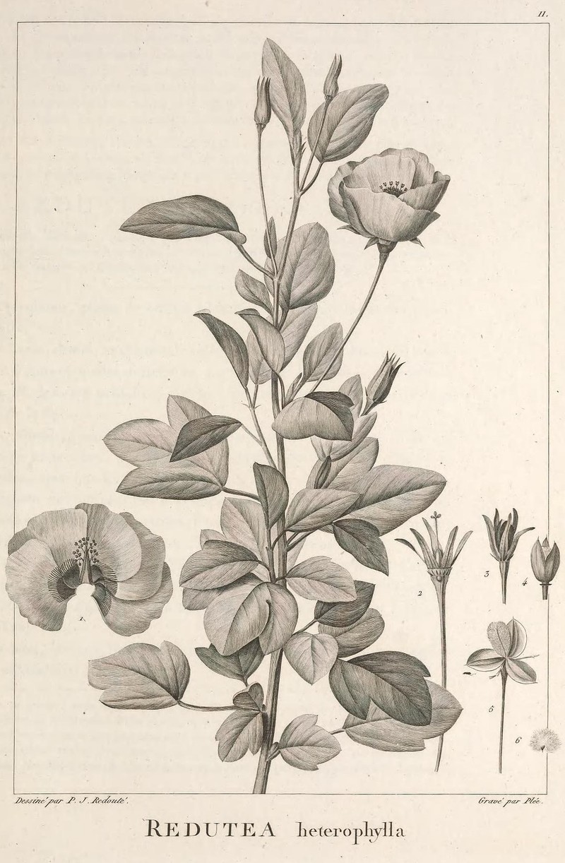 Variableleaf Flymallow