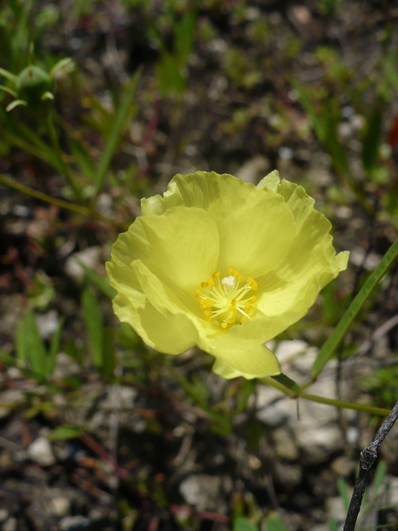 Yucatan Flymallow