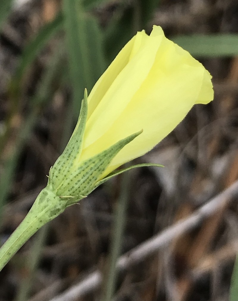 Yucatan Flymallow photo 2