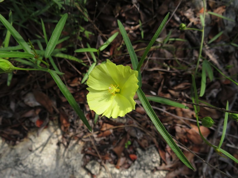 Yucatan Flymallow photo 3