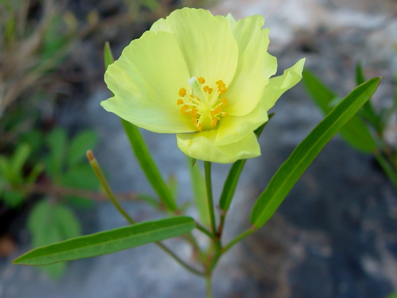 Yucatan Flymallow photo 4