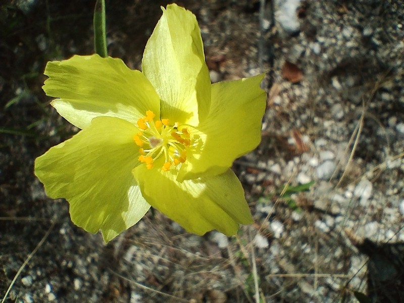 Yucatan Flymallow photo 6