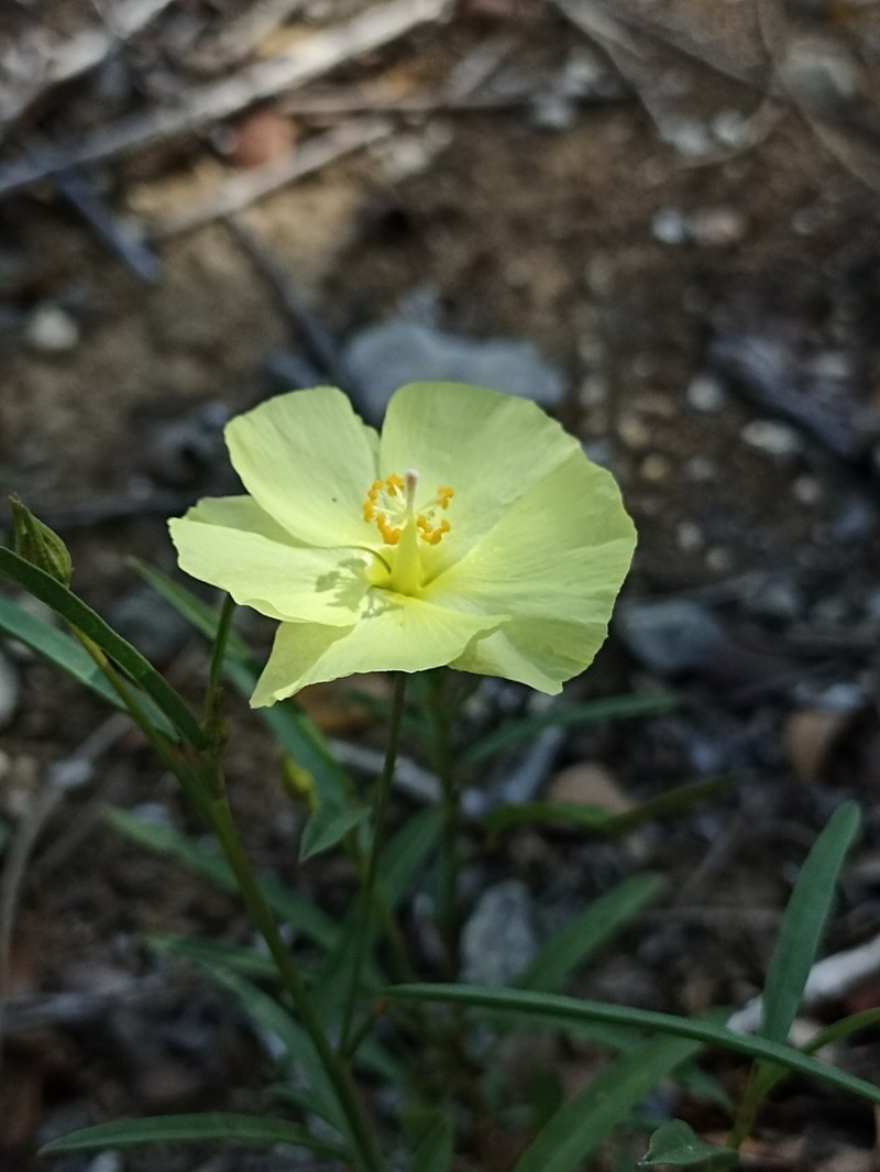 Yucatan Flymallow photo 7