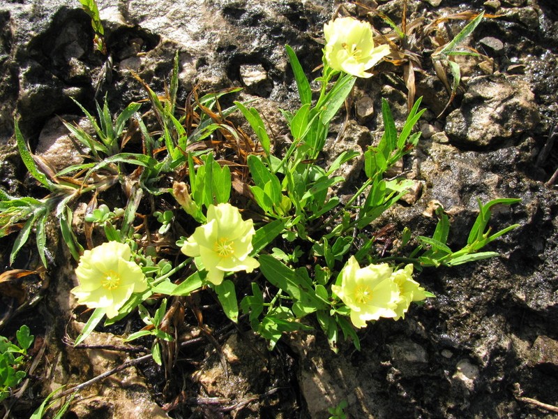Yucatan Flymallow photo 8