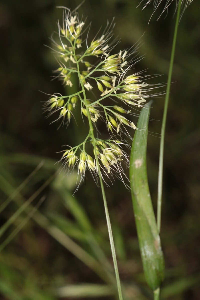 Ciliochloa elegans