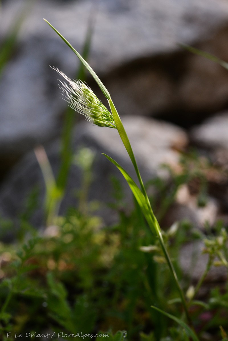 Ciliochloa elegans photo 2