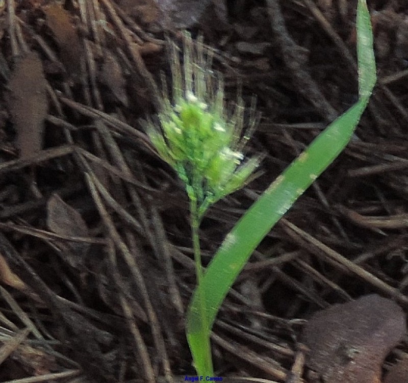 Ciliochloa elegans photo 3