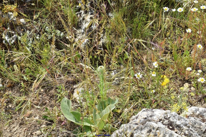 Ciliochloa elegans photo 4