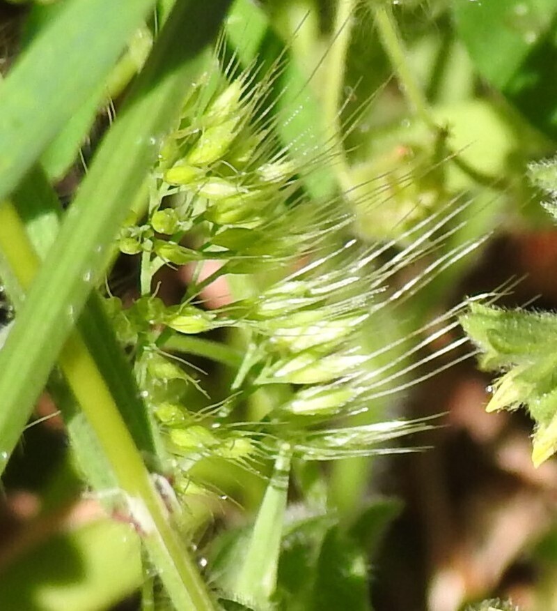 Ciliochloa elegans photo 5