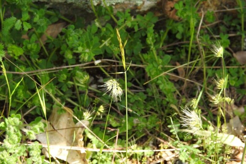 Ciliochloa elegans photo 6