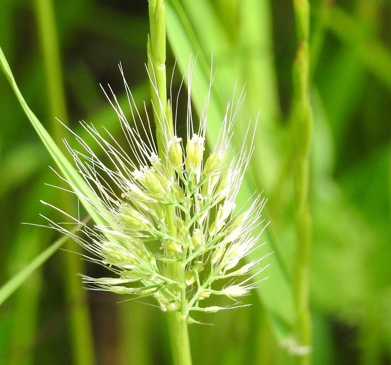 Ciliochloa elegans photo 7