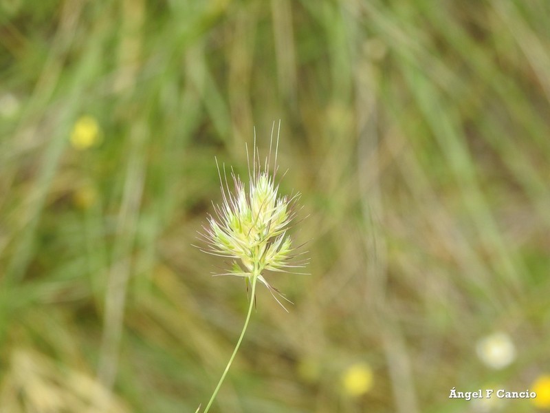Ciliochloa elegans photo 8