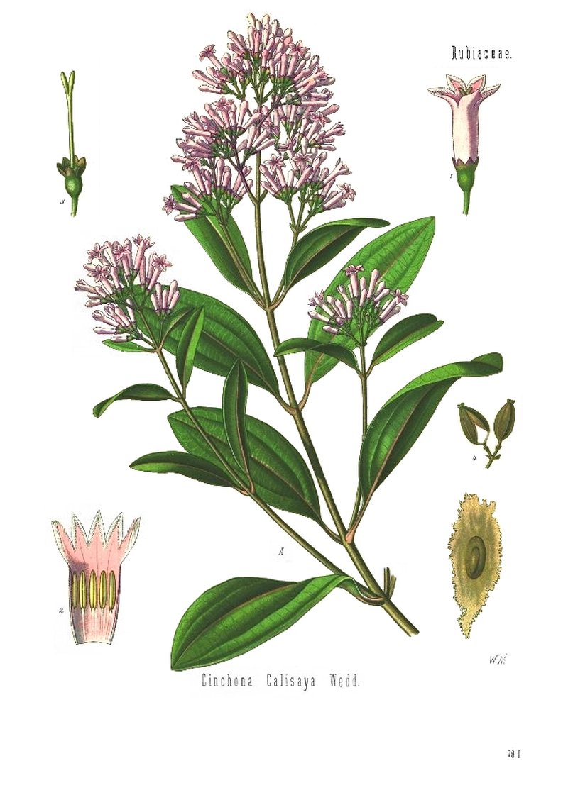 Quinine photo 2