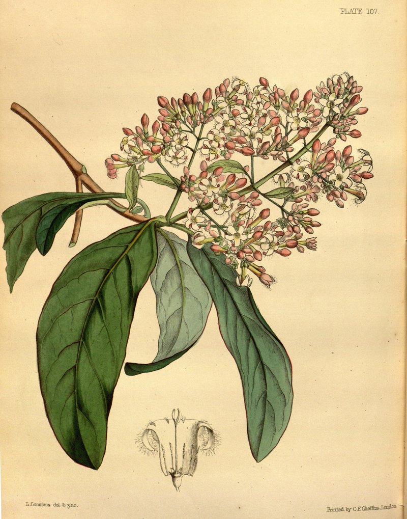 Quinine photo 4