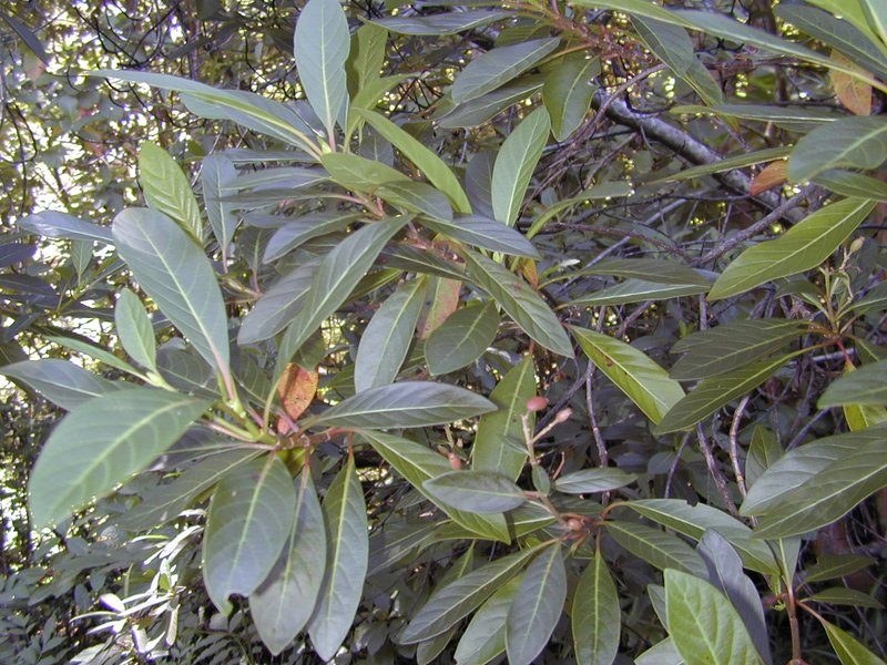 Quinine photo 5