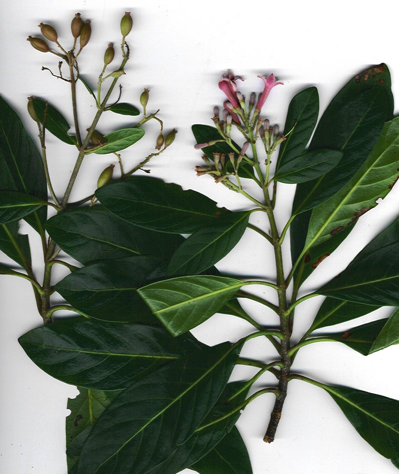 Quinine photo 6