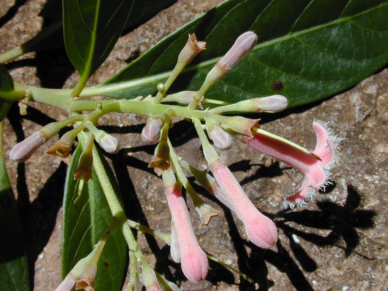 Quinine photo 7