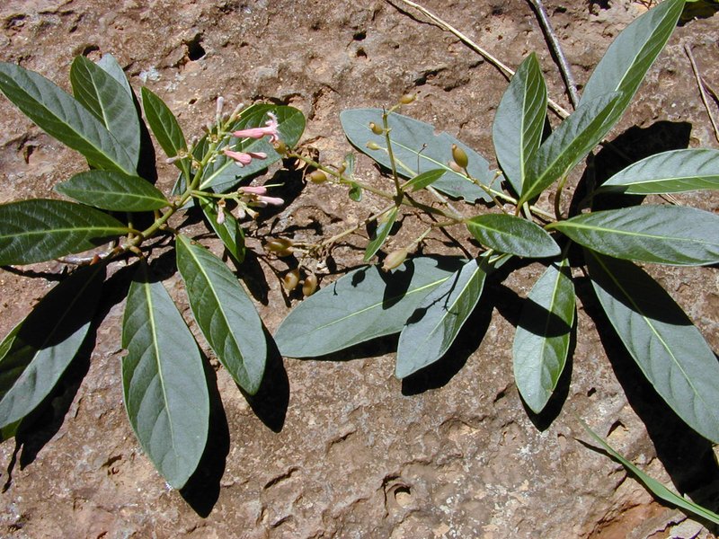 Quinine photo 8