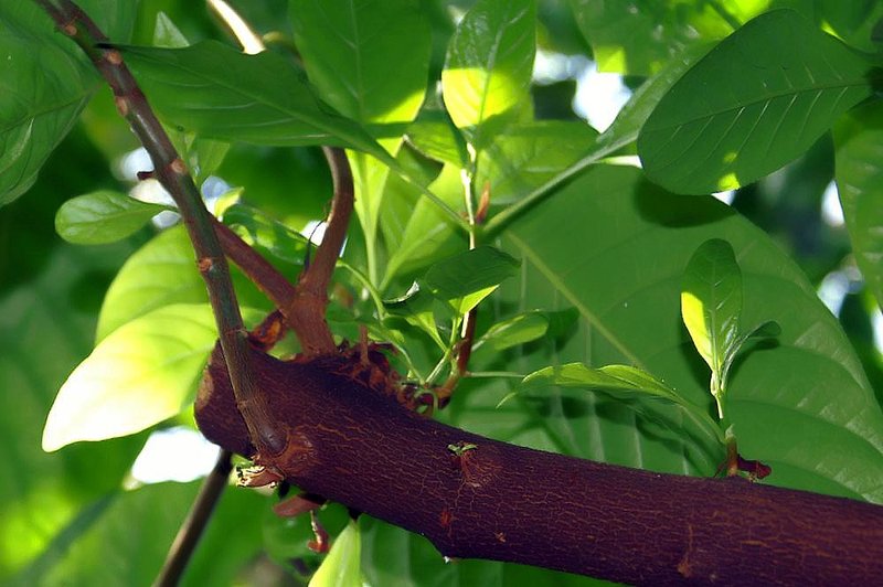 Quinine photo 3