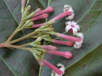 Quinine