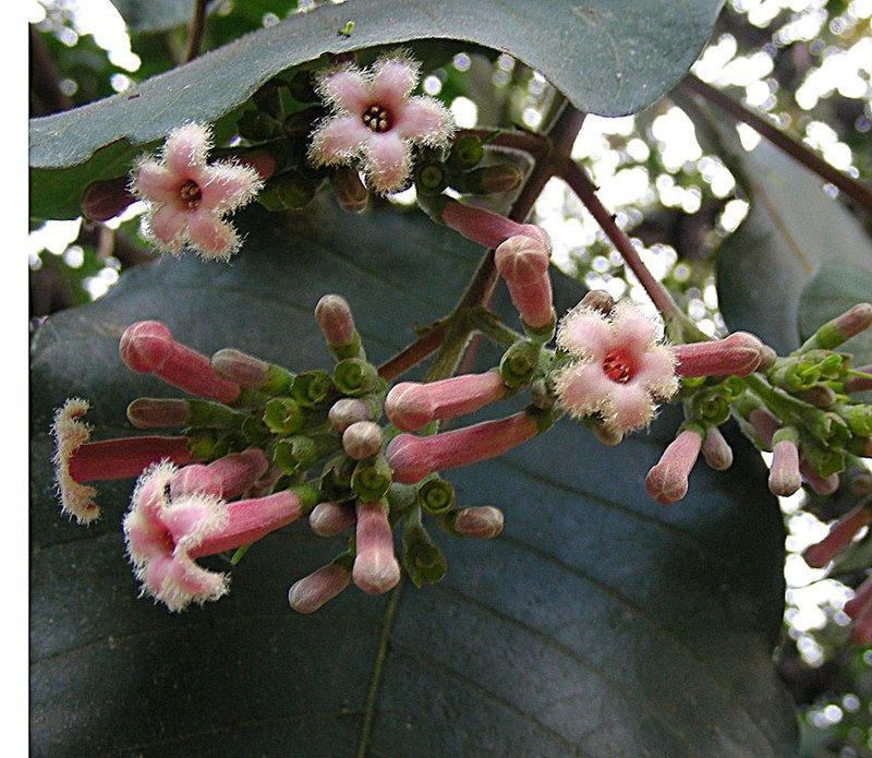 Quinine photo 5