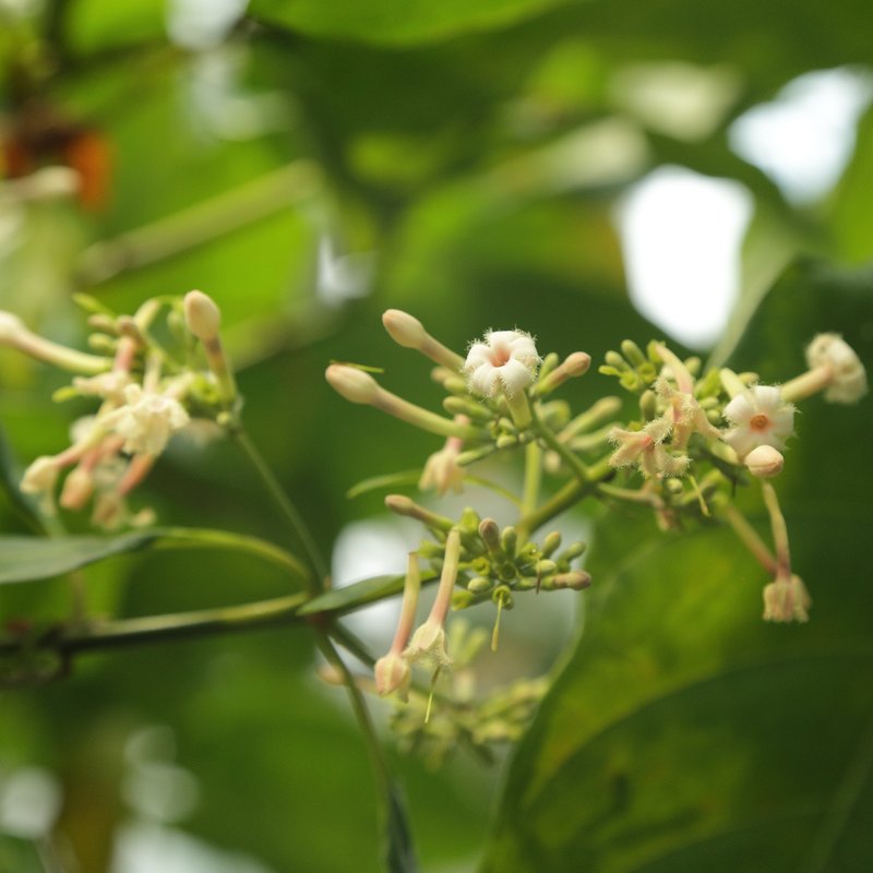 Quinine photo 6