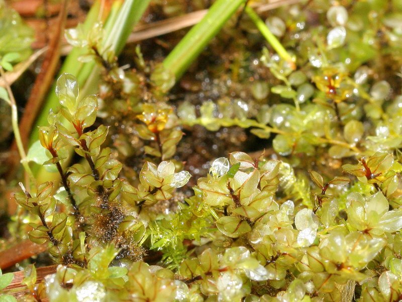Cinclidium Moss