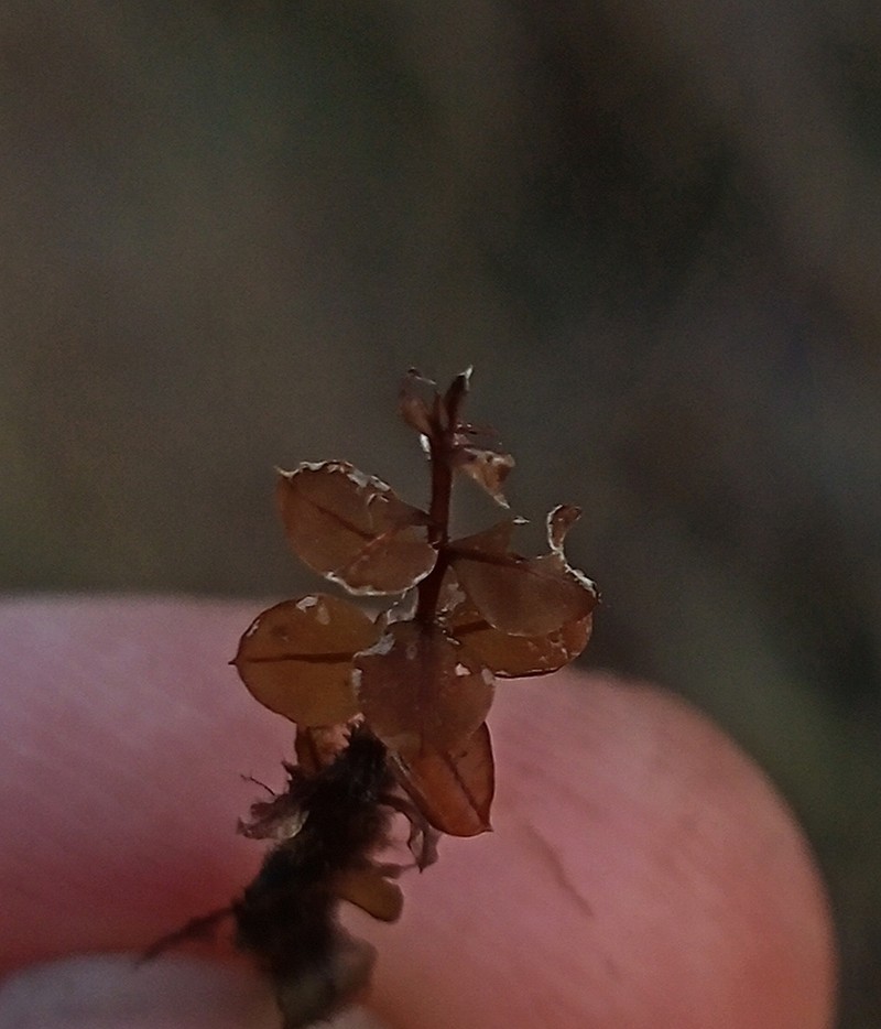 Cinclidium Moss