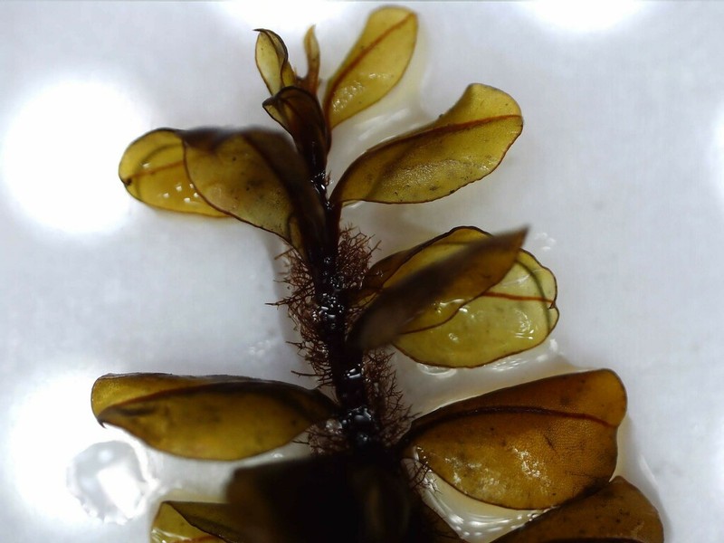 Cinclidium Moss photo 2
