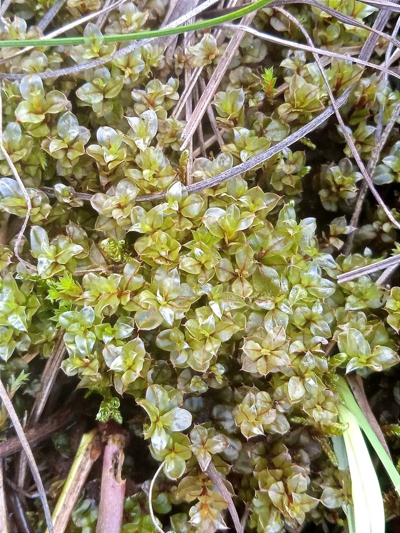 Cinclidium Moss photo 3