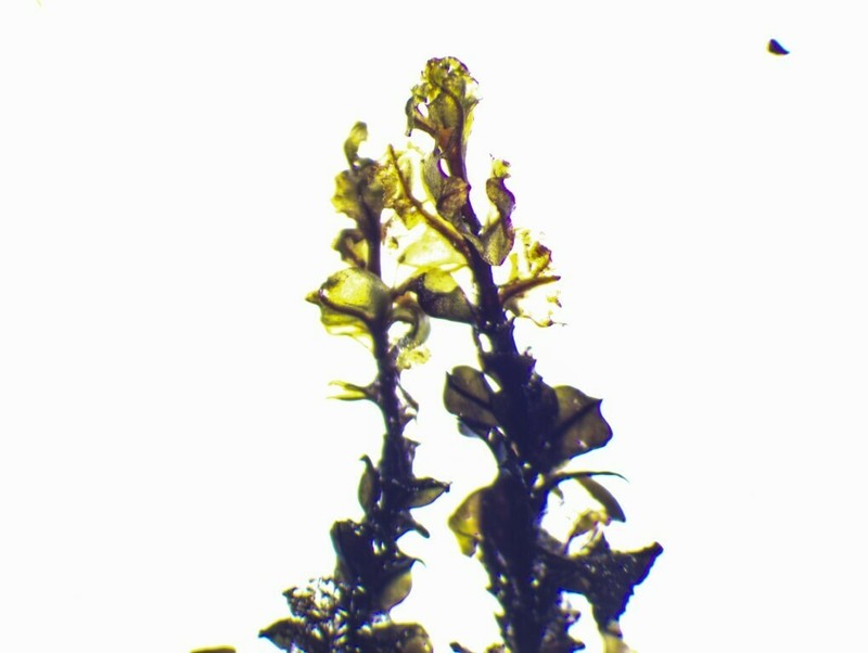 Cinclidium Moss photo 4